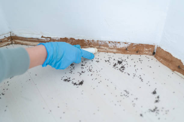 Best Spider Control Near Me  in Wimauma, FL