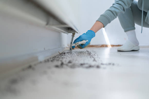 Best Wasp Removal Services  in Wimauma, FL